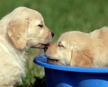 Training Puppies Chicago Complements Daycare and Doggy Boarding