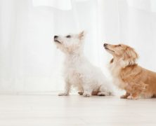 Pet wellness programs offered by an animal hospital near Mckinley Park