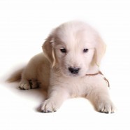 Why Does Your Dog Need a Dog Health Certificate?