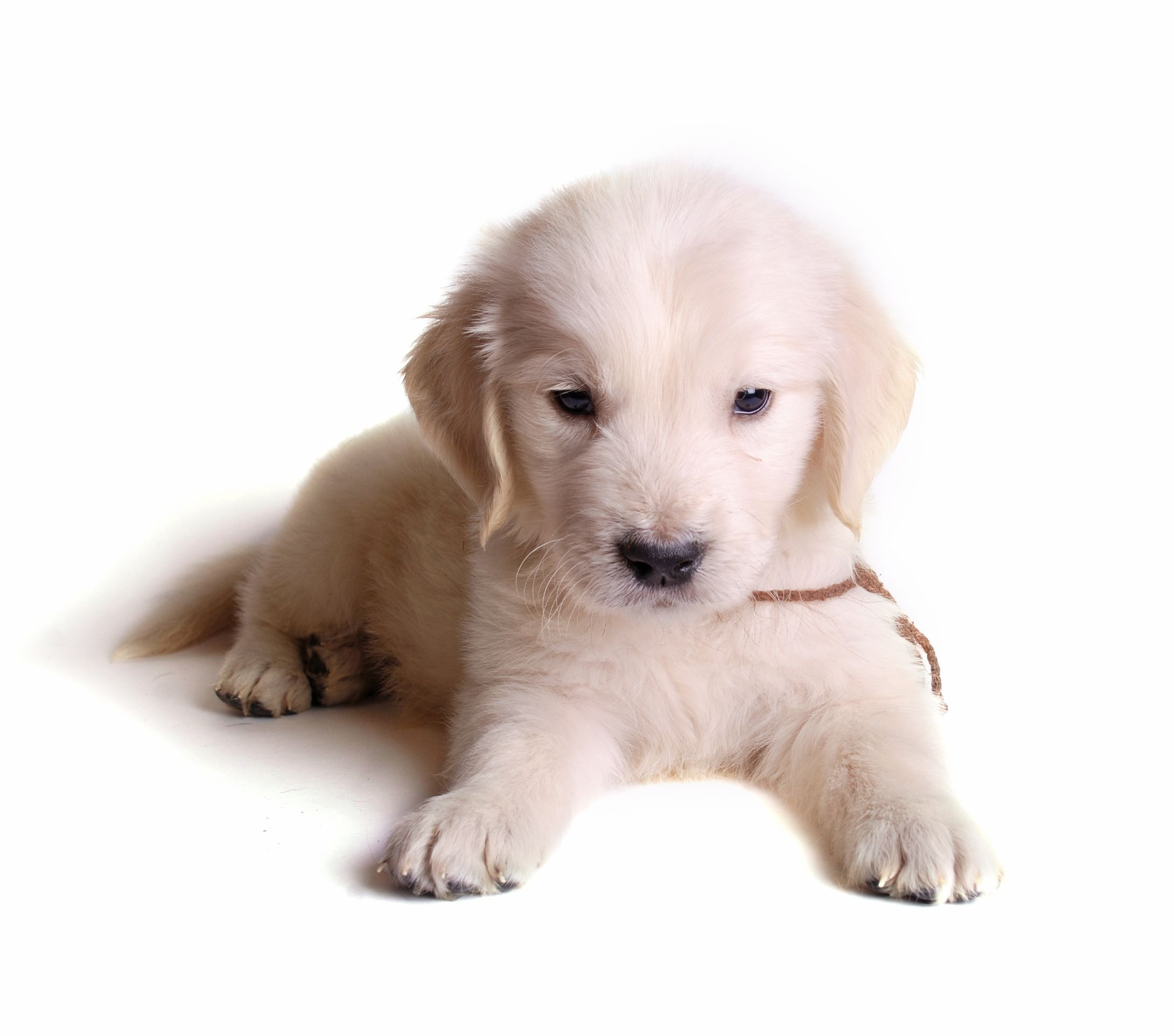 Expert Pets Grooming in Vandalia, OH, for a Healthier, Happier Pet