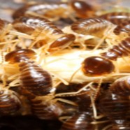 Drywood Termites Control Boynton Beach Florida Conducted By A Professional