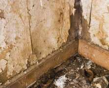 The Benefits of Using a Mold Damage Public Adjuster in Manhattan, NY