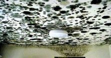 The Importance of a Mold Inspection in Vista