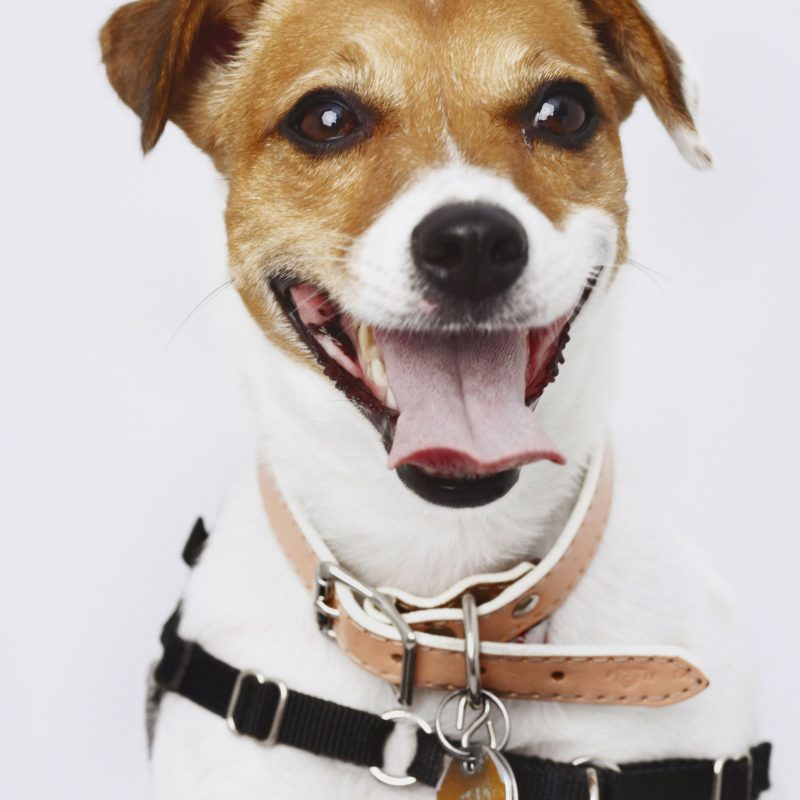 Professional Dog Boarding in Chicago is a Useful Resource