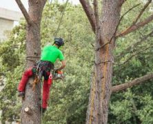 Professional Tree Trimming in Marietta, GA