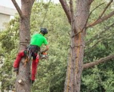 Enhancing The Beauty And Life Of Your Trees By Hiring A Tree Service Professional.