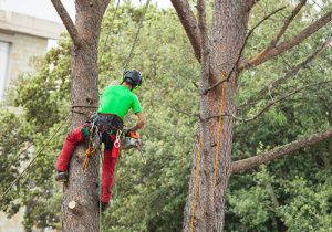 Professional Tree Trimming in Marietta, GA