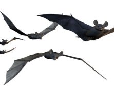 Tips for Bat Removal in Westerville, OH