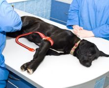Tips for Buying Pet Care Supplies in Timonium, MD