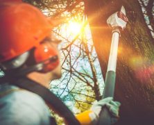 Benefits of Stump Grinding in Fort Myers FL