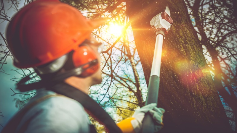 DO RIGHT BY YOUR TREES WITH PROFESSIONAL TREE TRIMMING IN TAUNTON MA