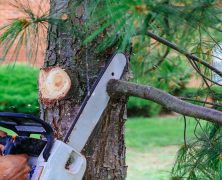 Get Expert Help with Tree Pruning in St. Augustine, FL