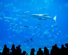 Find Underwater Life, Outer Space, Dinosaurs, and More at This Musem