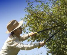 Reasons to Hire a Tree Cutting Service in Spokane Valley WA