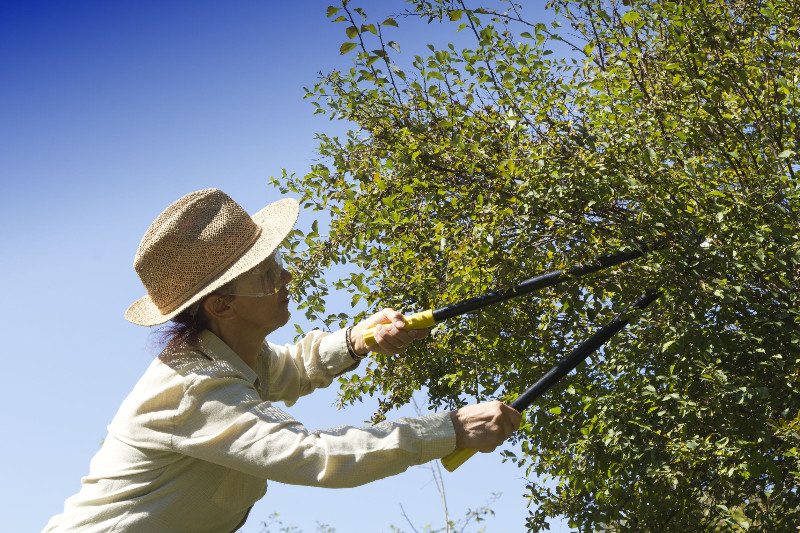 Hiring a Tree Service in Marietta, GA