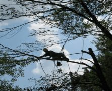 Superior Tree Services in Fayetteville, GA