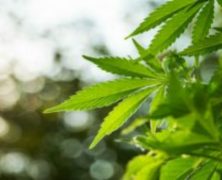 Enjoy The Finest CBD Dabs From A Reliable Provider in Denver, Colorado