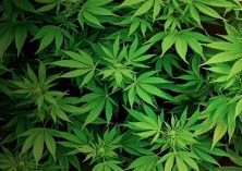 Feel Better Physically and Mentally with Cannabis Capsules in Longview