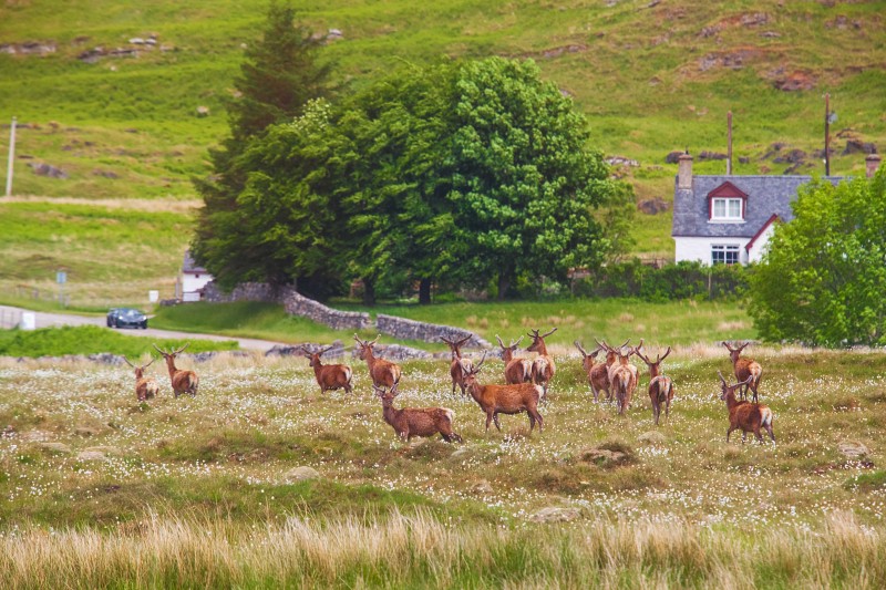 The Ultimate Pheasant Hunting Experience Awaits in South Dakota