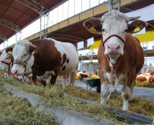 Finding Angus Bulls for Sale and Purchasing One Can Be Highly Beneficial