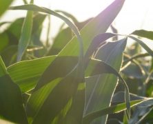 3 Ways Technological Advancements are Boosting Crop Production in Avon IN