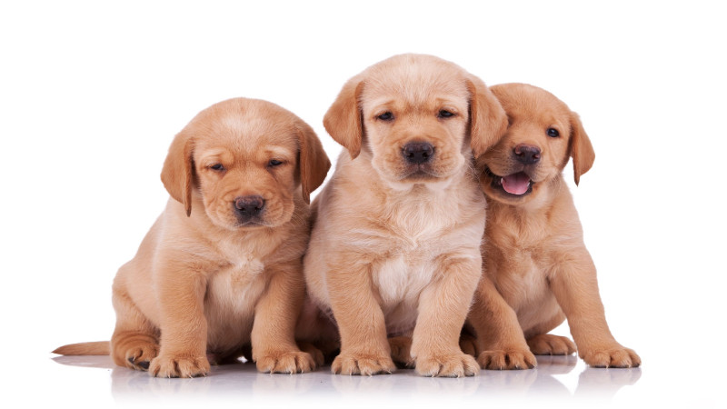 Pamper Your Pooch with Premium Products from Pooch Perks’ Doge Plush Toy Box