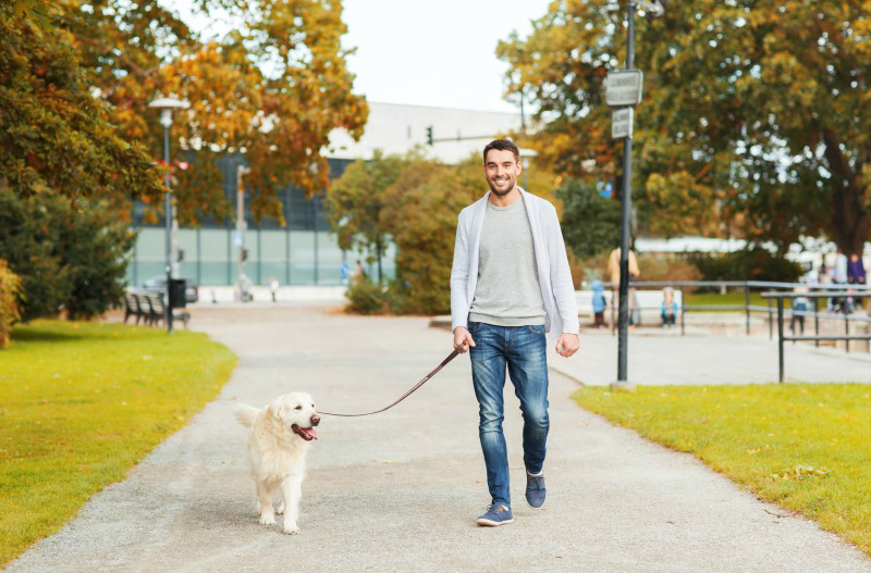 The Value Of Experienced And Trustworthy New York Dog Walker