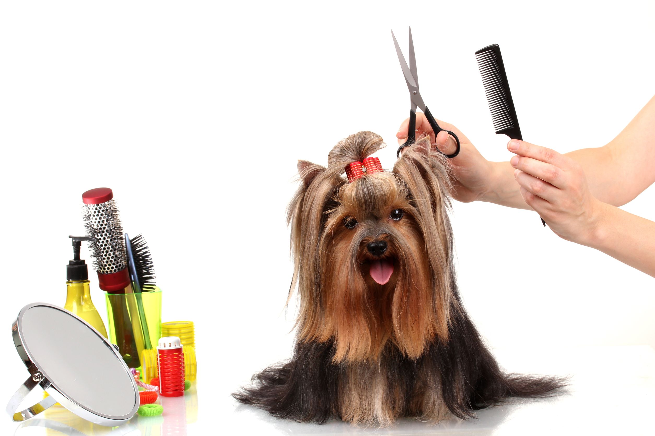How to Find the Best Grooming near Me