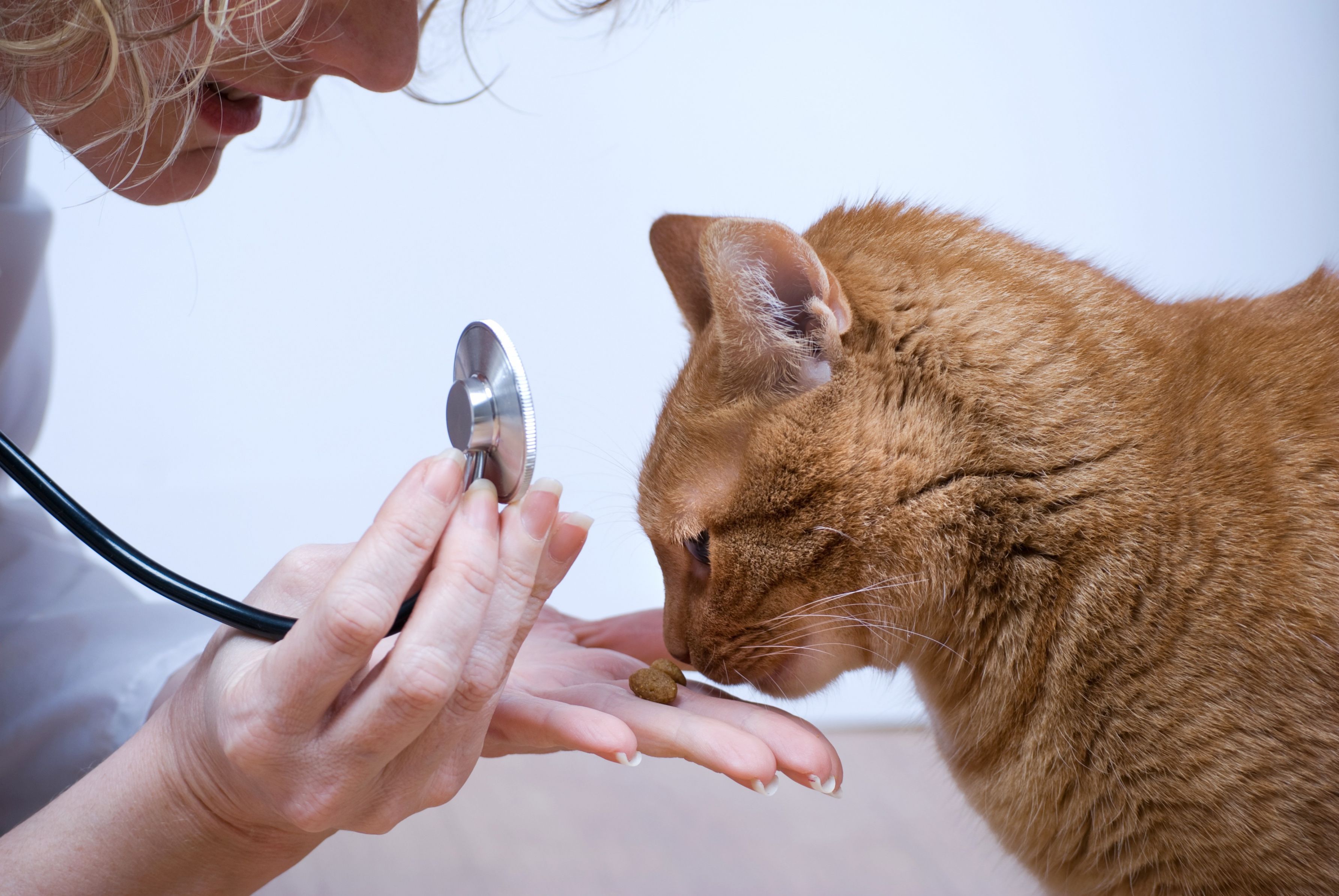 What To Expect From A Veterinary Hospital