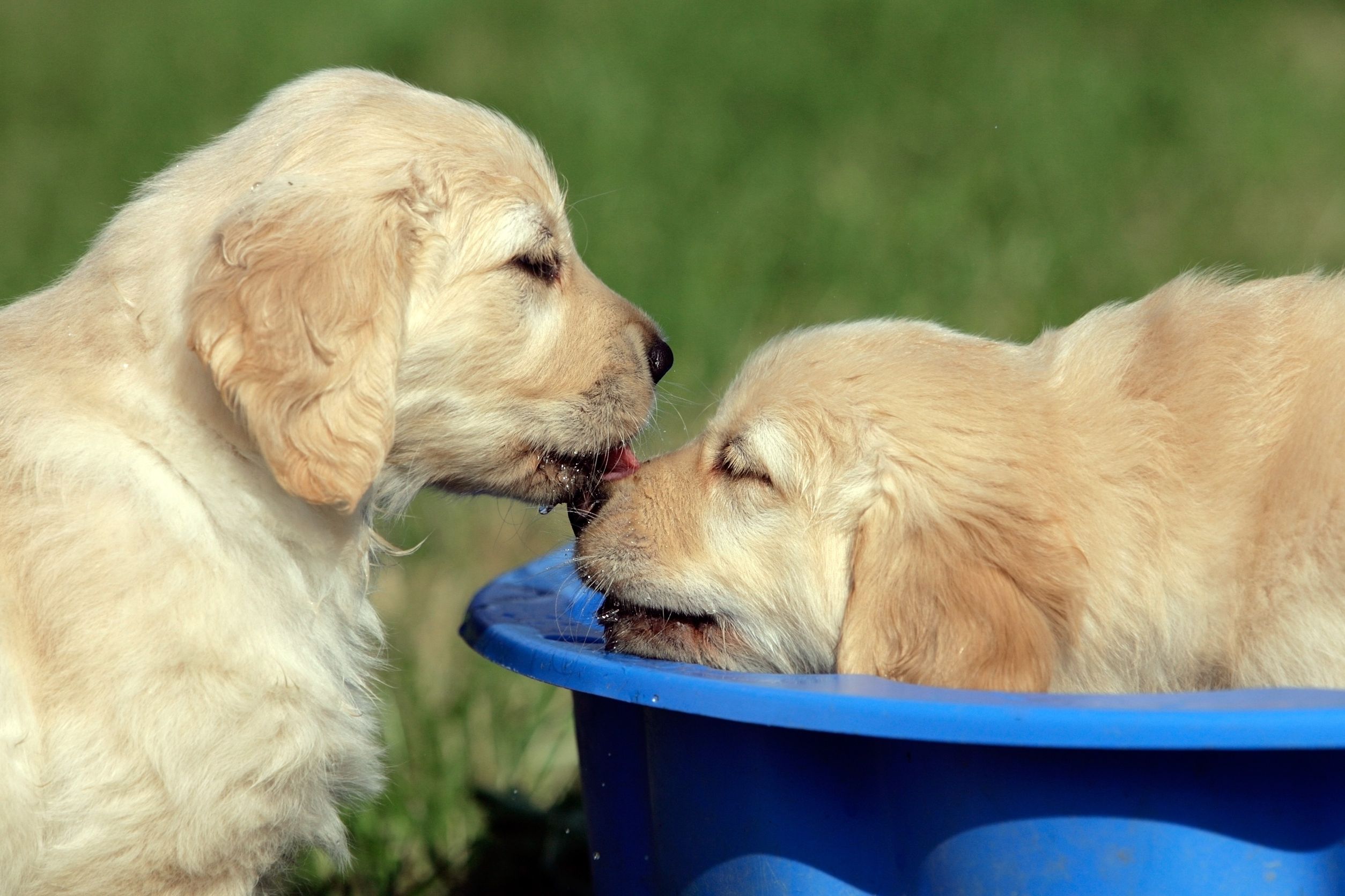 Try Top-Notch Dog-Bathing Services in Denver to Keep Your Pets Clean and Happy