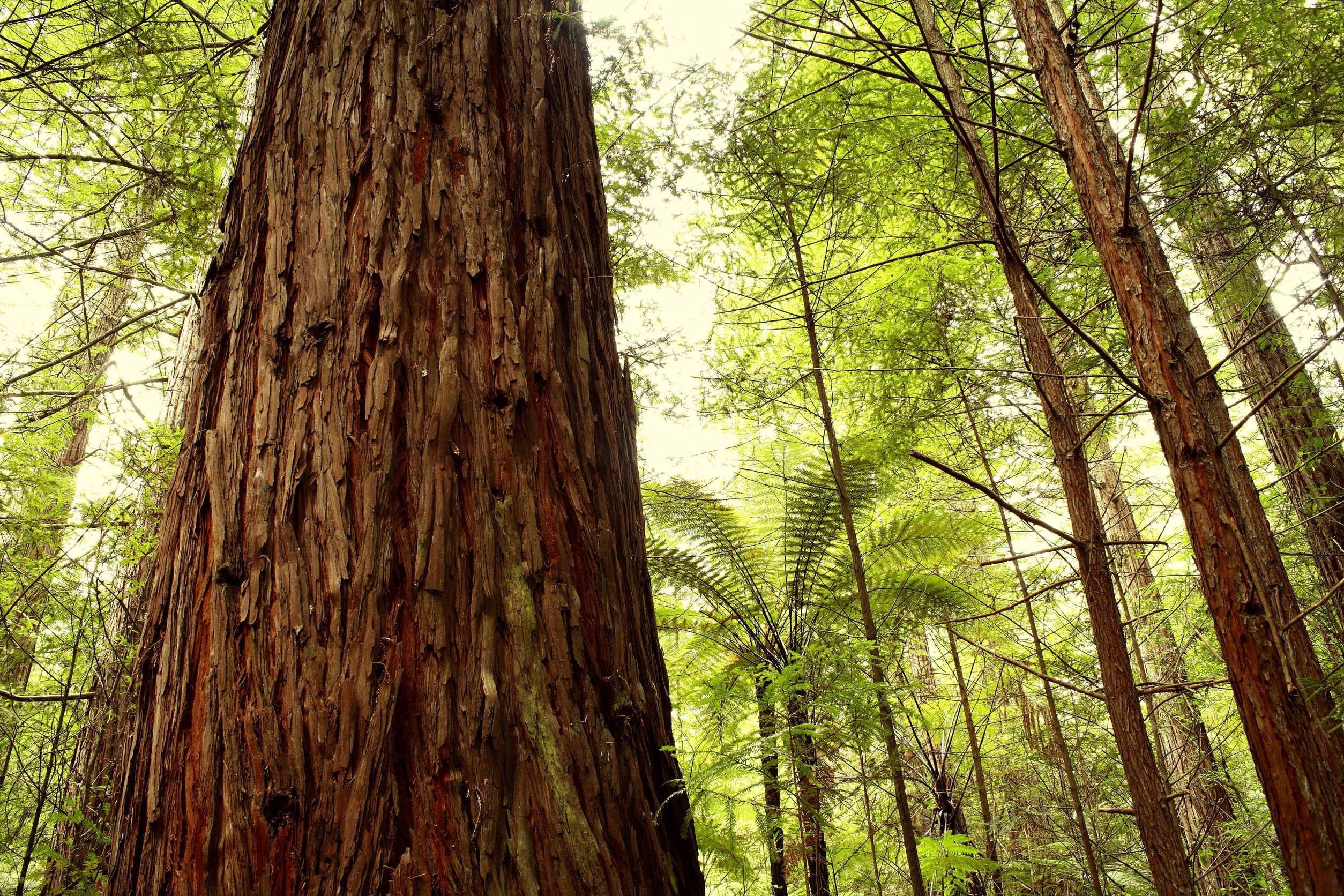 St. Petersburg, FL Arborists Offer Safe Tree Removal in Difficult Settings