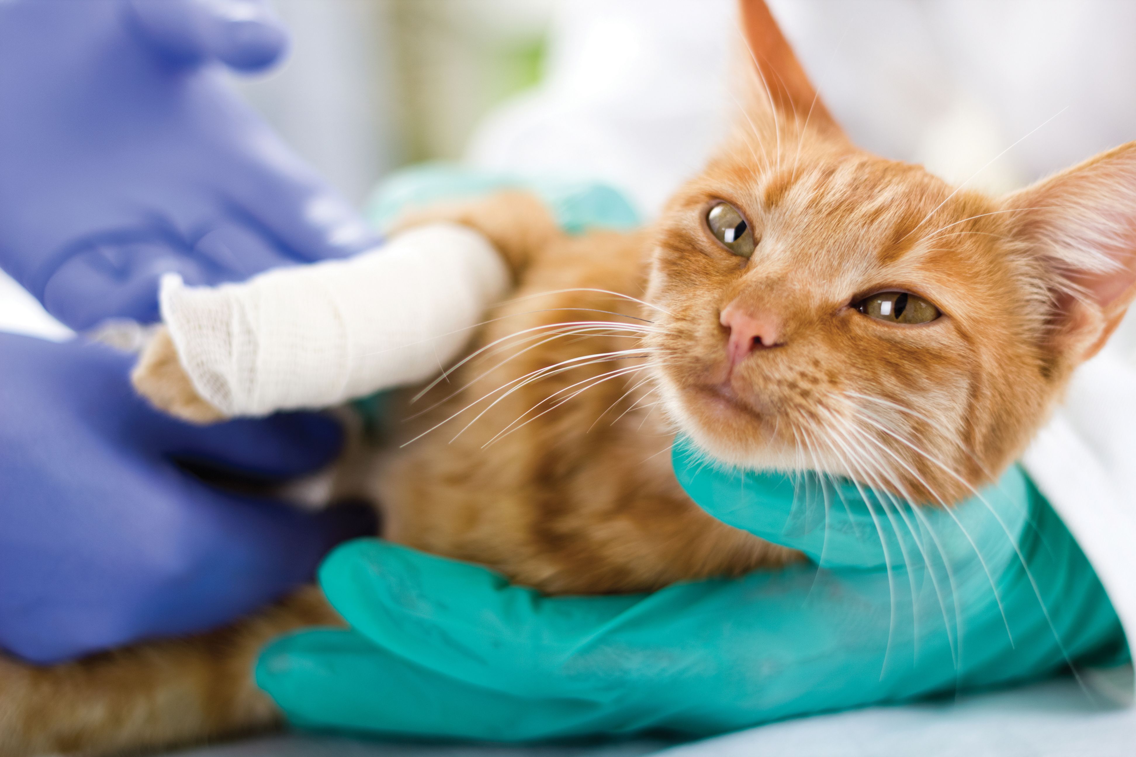A Visit to a Veterinarian in Riverside, CA Can Resolve Many Common Pet Problems