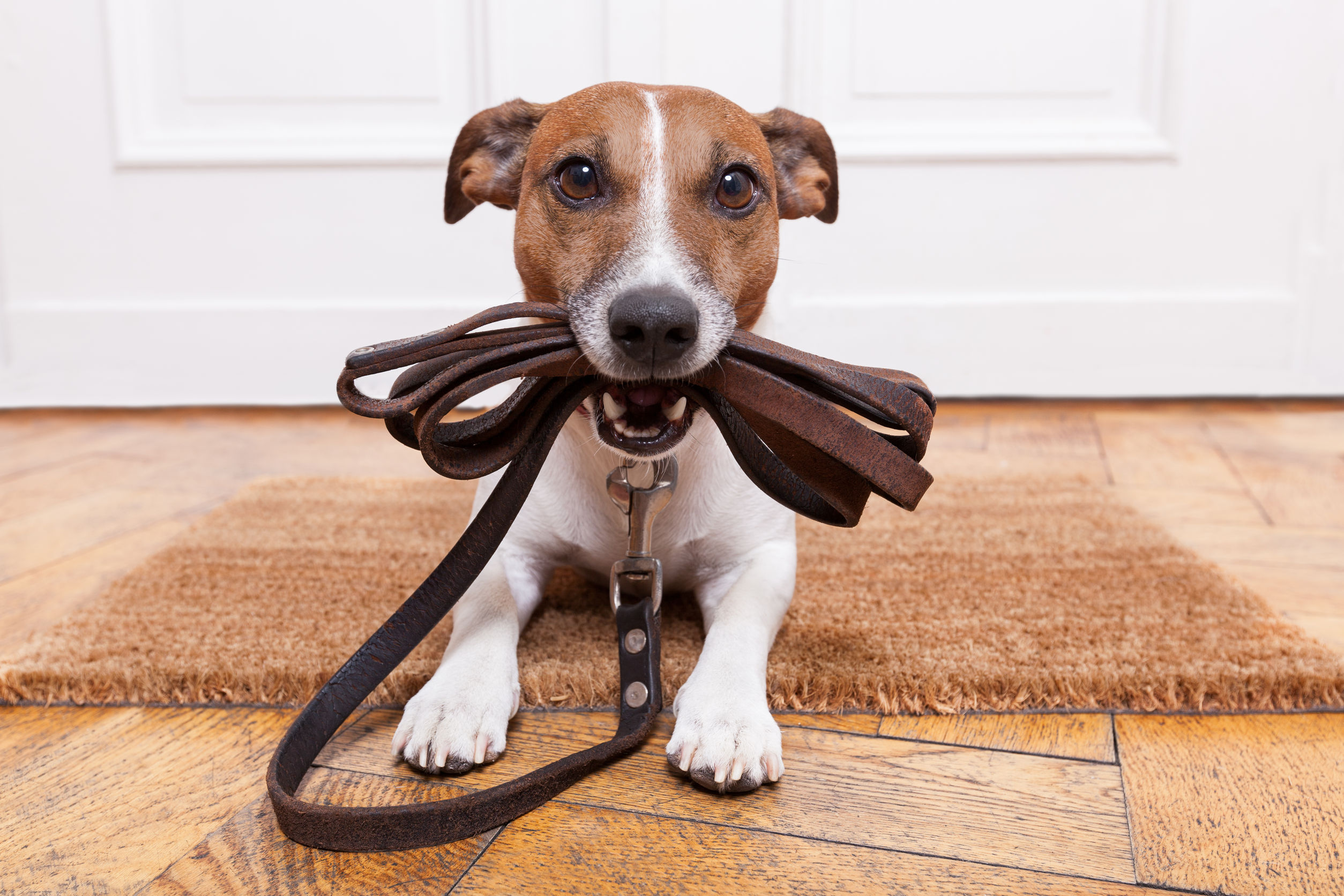 What You Can Expect from Professional Dog Boarding Near Killeen TX