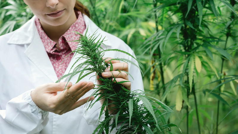 The Natural Approach to Finding Relief in Phoenix: The Benefits of Cannabis