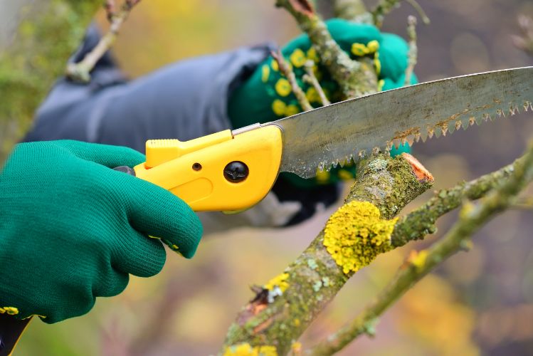 Getting The Right Expert For Tree Trimming In Orange Park FL