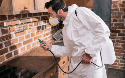Protect Your Home from Invasive Critters with Pest Control Services Rocky Mount Nc Experts