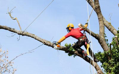 Expert Tree Trimming Service in Gig Harbor, WA
