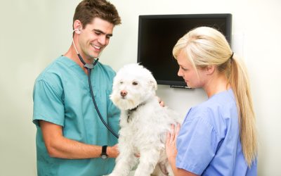 Veterinary Clinic in Charlottesville: Comprehensive Pet Healthcare for a Happy and Healthy Life