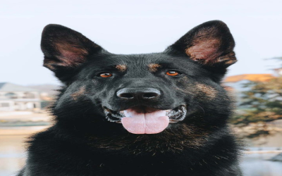 Reliable Protection German Shepherd for Sale: Your Safety Solution