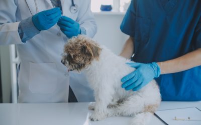 Find Your Pet’s Health Solution with CT Scans in Monmouth County, NJ
