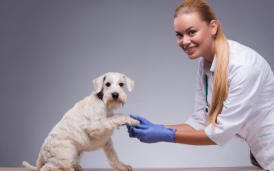 How veterinarians Jacksonville, FL provide urgent care solutions for your pets