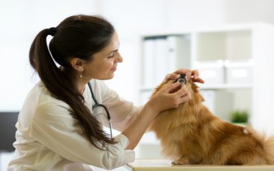 A Guide to Reducing Pet Stress with Pet Care Myrtle Beach, SC Solutions