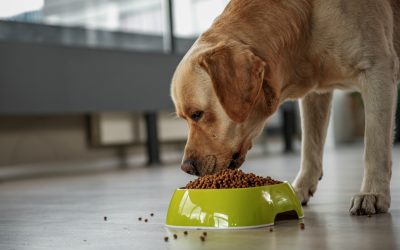Guide To Finding Stress Free Dog Boarding In Manhattan Pet Owners Can Trust For Peace Of Mind