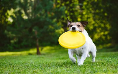 The Benefits of Choosing a Custom Dog Box for Safe Travels With Your Best Friend