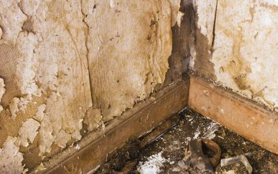 Choosing a Fire Restoration Contractor in Fenton, MI for Safe and Efficient Recovery Solutions