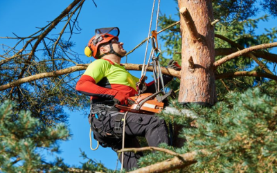 Protect Your Property with a Reliable Tree Cutting Service in Atlanta, GA Homeowners Trust