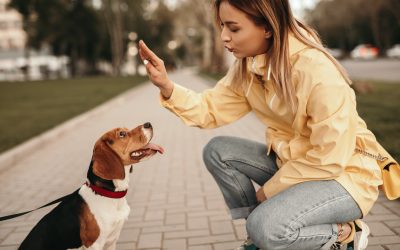 Transform Your Pet’s Behavior with Dog Obedience Training Boca Raton FL Solutions That Work