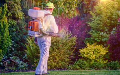 How a Lawn Weed Control Service in Germantown, TN Can Transform Yards for Lasting Curb Appeal