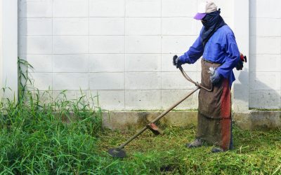 Achieve a Lush Lawn With Effective Weed Control Services Scottsdale, AZ Homeowners Trust