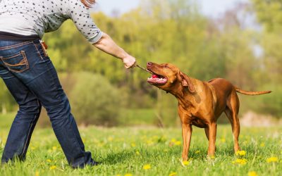 Unleash Better Behavior With Dog Training Orange County CA Pet Owners Trust Most